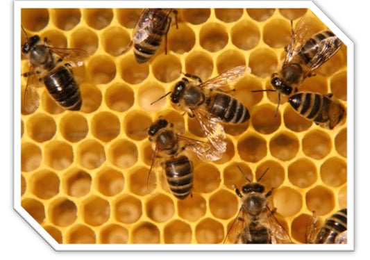 Tea's Relationship with Honey